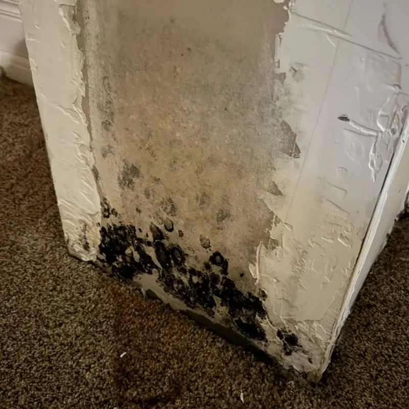 Professional Mold Removal in Weston, NJ